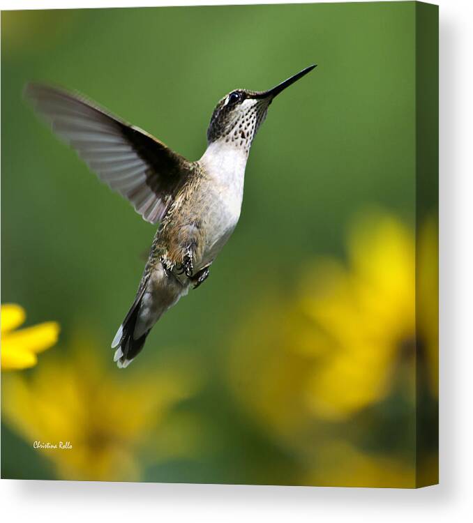 Birds Canvas Print featuring the photograph Flight of Fancy Hummingbird Square by Christina Rollo