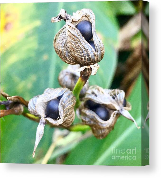 Flower Canvas Print featuring the photograph Flower Seed Pod by Flavia Westerwelle