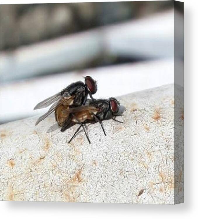 Fly Canvas Print featuring the photograph Fly Love by Safwan Khan