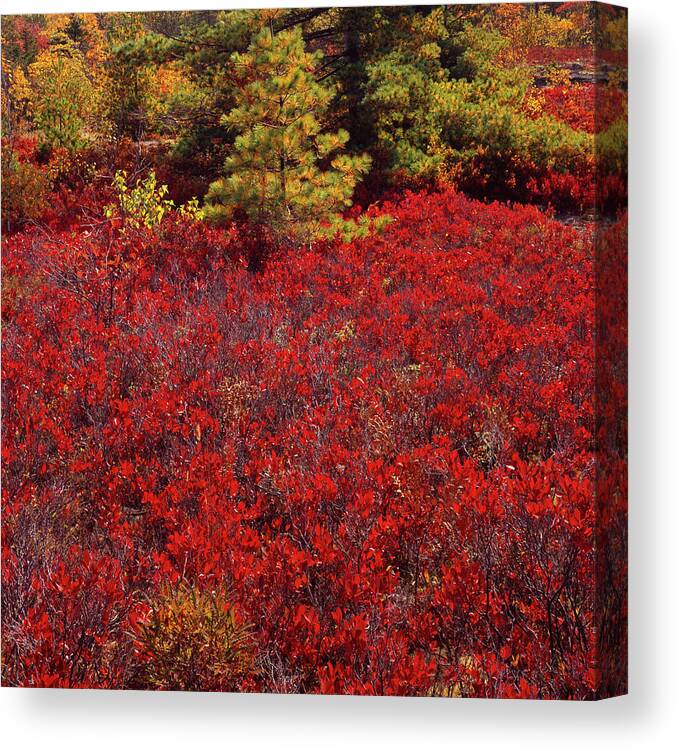 Tom Daniel Canvas Print featuring the photograph Forest Edge Fall Blueberry by Tom Daniel