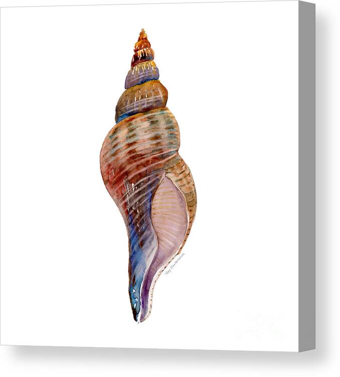 Conch Shell Painting Canvas Print featuring the painting Fox Shell by Amy Kirkpatrick