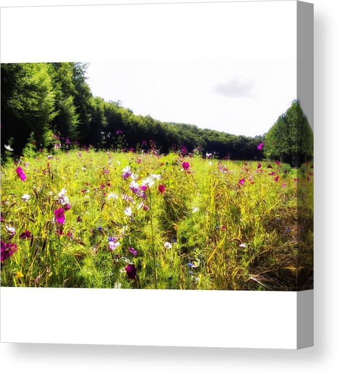 Artlover Canvas Print featuring the photograph French Wild Flowers 🌾 #artcollector by Georgia Clare