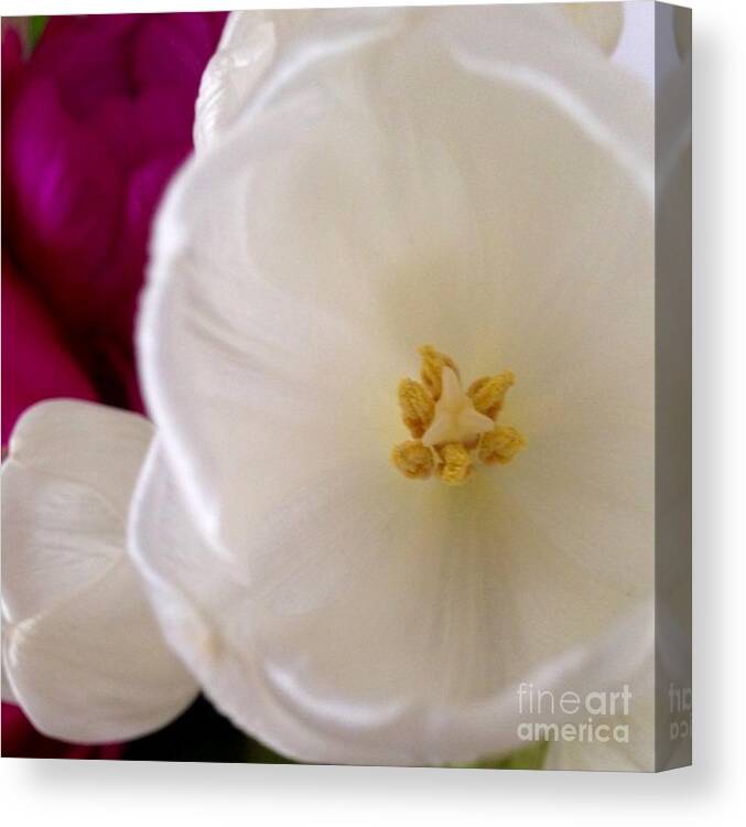 Flowers Canvas Print featuring the photograph Friendship by Denise Railey