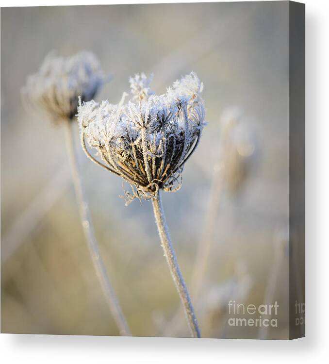 Queen Anne's Lace Canvas Print featuring the photograph Frost Covered Queen Anne's Lace by Tamara Becker