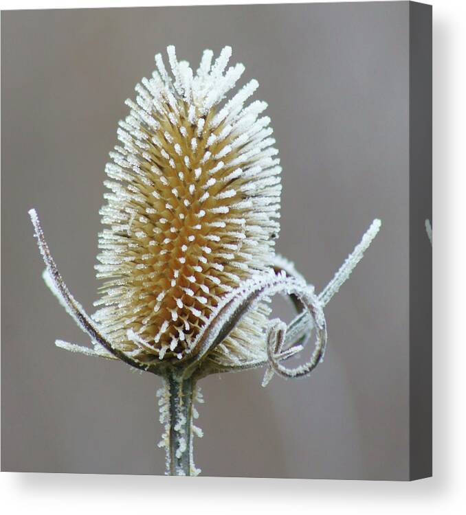 Hoar Frost Canvas Print featuring the photograph Frosted Teasel by Nikolyn McDonald