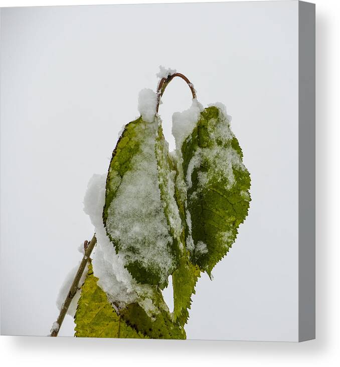 Snow Canvas Print featuring the photograph Frosty Green Leaves by Deborah Smolinske