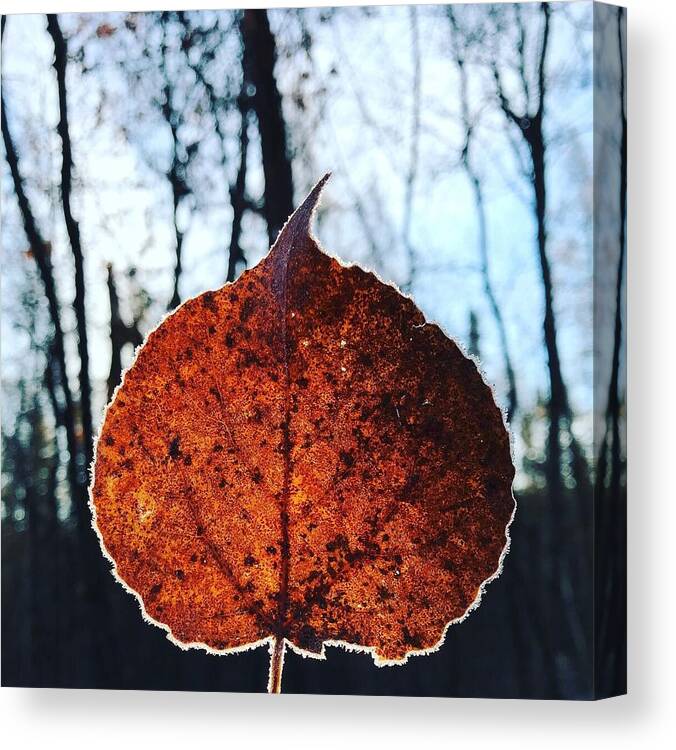 Frozen Canvas Print featuring the photograph Frosty Leaf Series #1 by Lori Knisely