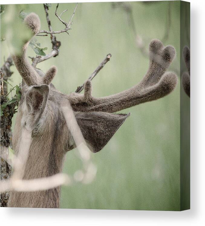 Deer Canvas Print featuring the photograph Full Velvet by Chris Kominski