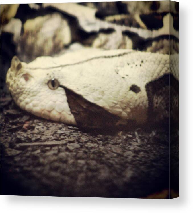 Reptile Canvas Print featuring the photograph Gaboon Viper #bitisgabonica #reptile by Chris Reid