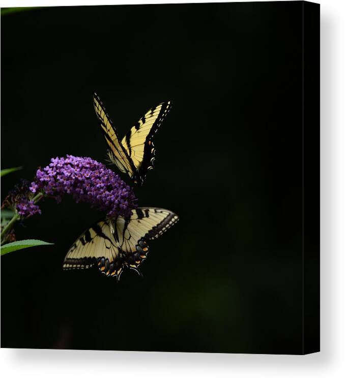 Butterfly Canvas Print featuring the photograph Garden of Eden by Carolyn Mickulas