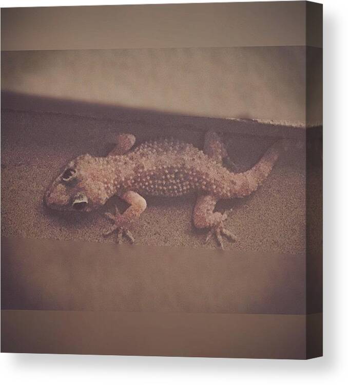 Enlight Canvas Print featuring the photograph Gecko #enlight #bugcatcher #lizard by Joan McCool