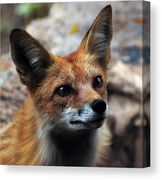 Fox Canvas Print featuring the photograph Gentle Fox by Stevyn Llewellyn