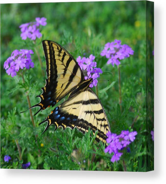 Butterfly Canvas Print featuring the photograph Getting A Taste by Robert Anschutz