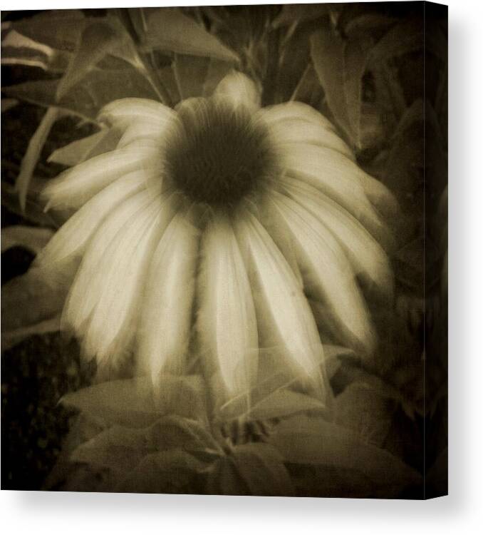 Coneflower Canvas Print featuring the photograph Ghost Flower by Patricia Strand