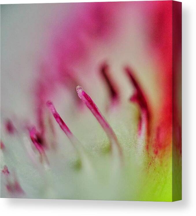 Fujix Canvas Print featuring the photograph @gillespieflorists #stargazerlily by David Haskett II