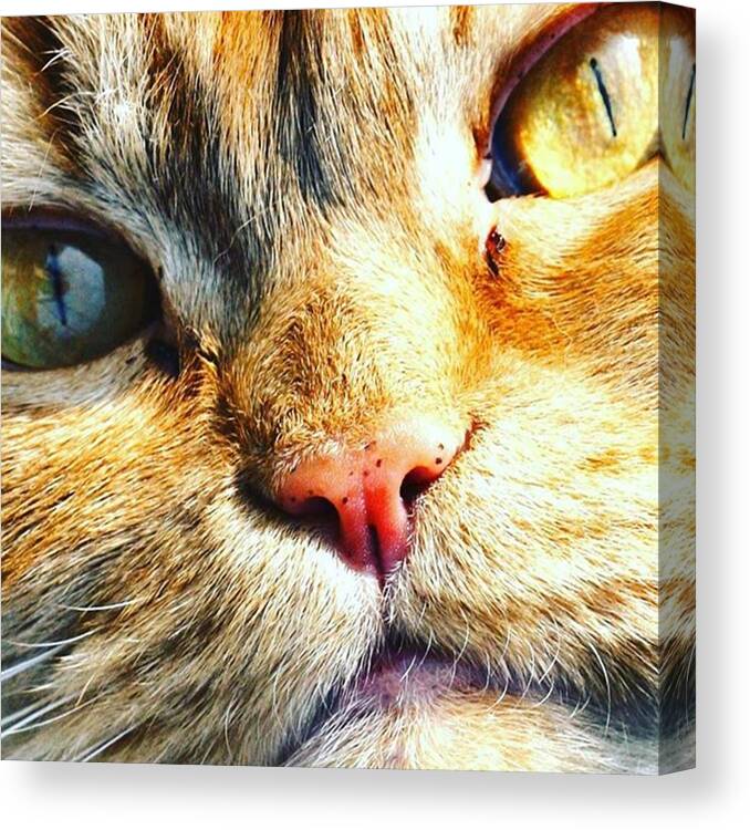 Eyes Canvas Print featuring the photograph Ginger Cat Posed For Me!
#cat #cats by Elizabeth Whycer