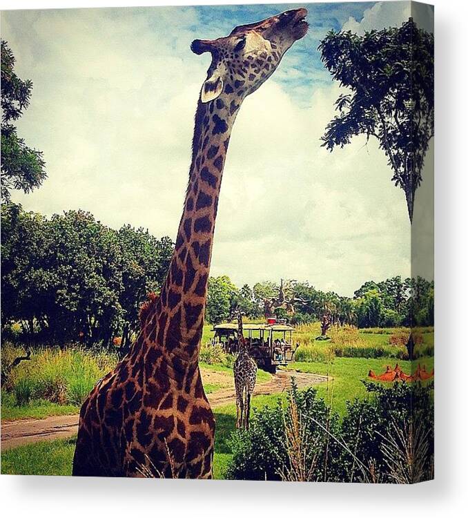 Beautiful Canvas Print featuring the photograph Posing Giraffe by Kate Arsenault 