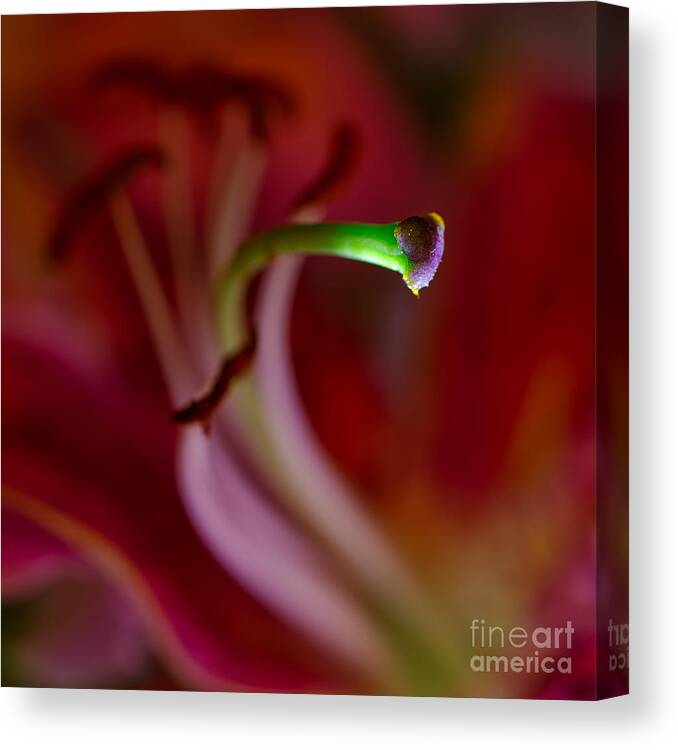 Flower Canvas Print featuring the photograph Glowing In the Dark by Royce Howland