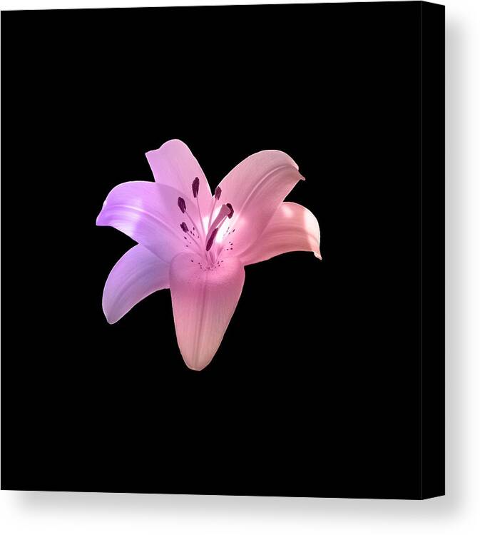 Pink Canvas Print featuring the photograph Glowing Pink Lily On Black by Johanna Hurmerinta