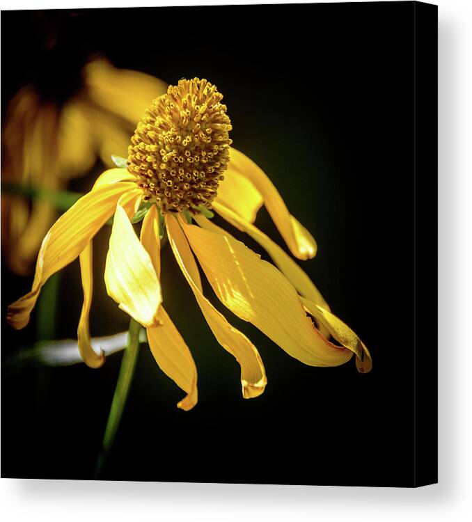 Golden Glow Canvas Print featuring the photograph Golden Glow Wildflower - 2 by Debra Martz
