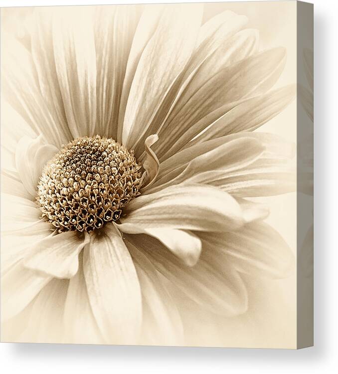 Flower Canvas Print featuring the photograph Golden Mist by Darlene Kwiatkowski