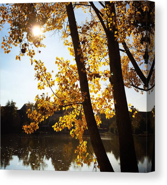 Tree Canvas Print featuring the photograph Golden trees in autumn Sindelfingen Germany by Matthias Hauser