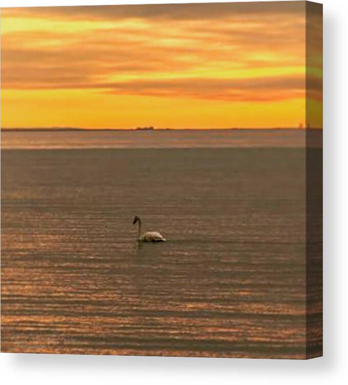 Morningglow Canvas Print featuring the photograph Good Morning :) #sunrise #swan #lake by Nila Sivatheesan