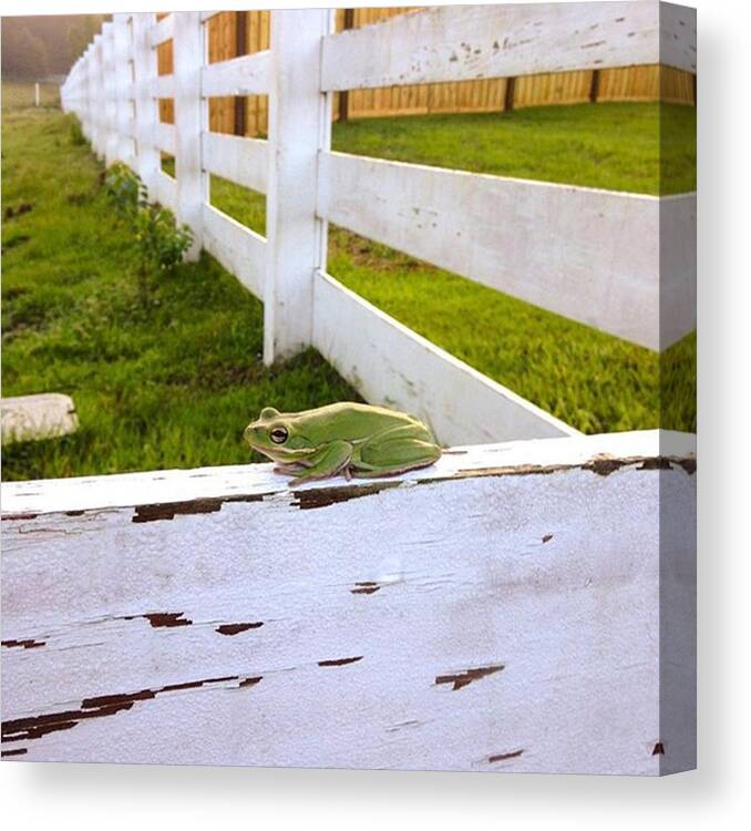 Jj_louisiana Canvas Print featuring the photograph Good Morning To You!! #frog #iphone5 by Scott Pellegrin