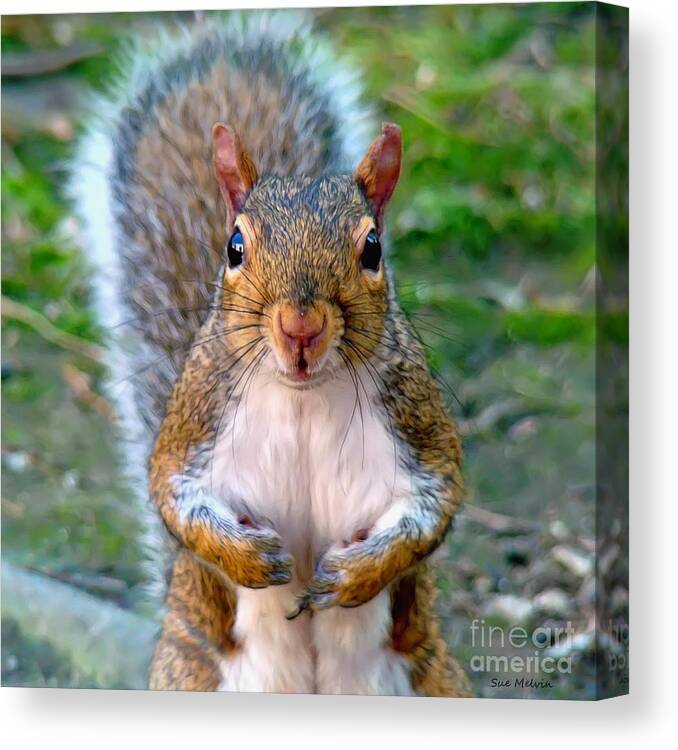 Squirrel Canvas Print featuring the photograph Got Any Peanuts by Sue Melvin