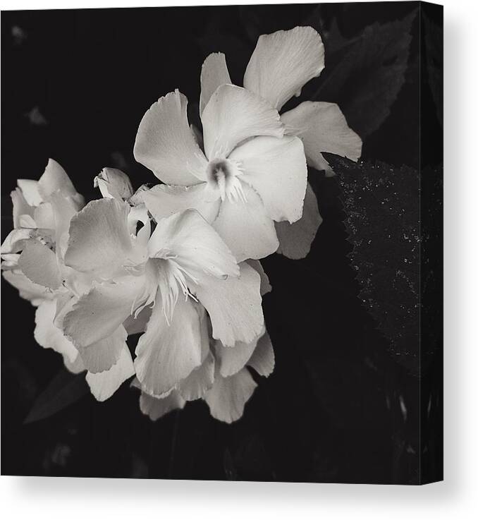 Flower Canvas Print featuring the photograph Grace in White by Brad Hodges