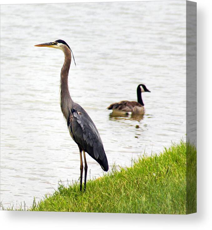 Bird Canvas Print featuring the photograph Great Blue Heron by Marilyn Hunt