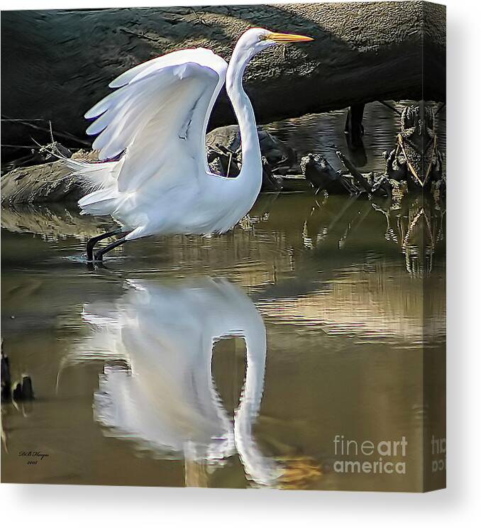 Egret Canvas Print featuring the photograph Great Egret Lifting Off by DB Hayes