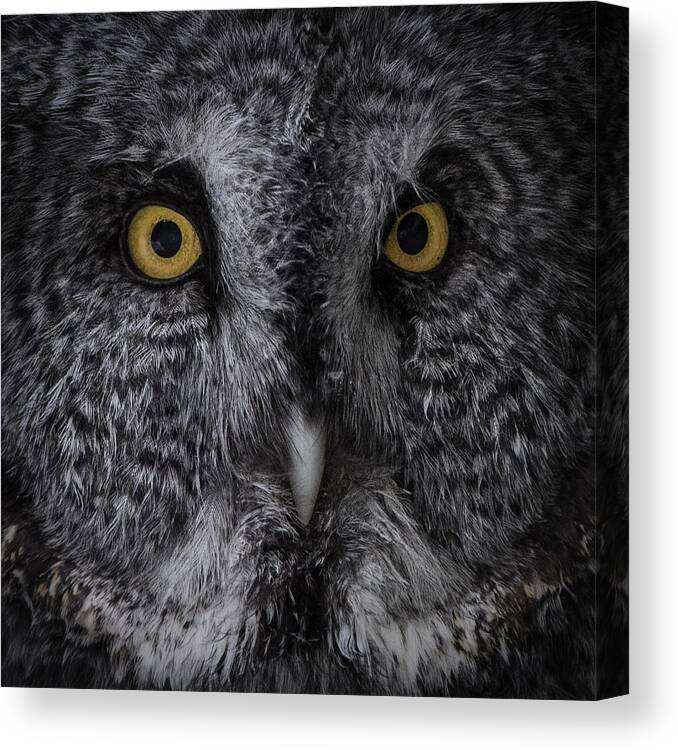 Eyes Canvas Print featuring the photograph Great Grey Owl by Nathan Larson