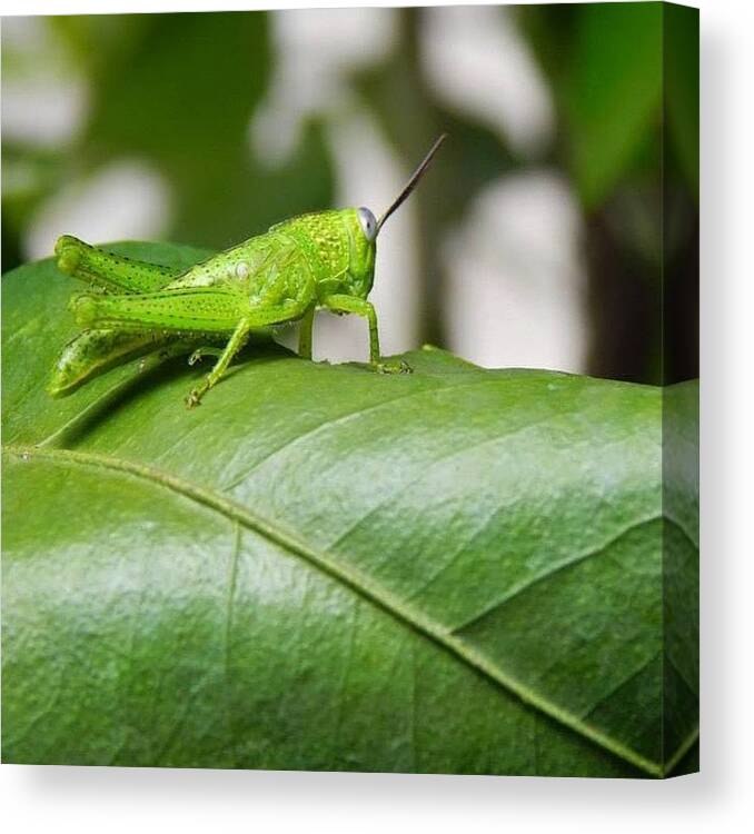 Nature Canvas Print featuring the photograph Green Grasshopper Resting On A Leaf by Nicole Townsend