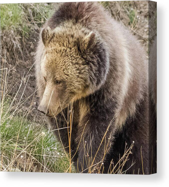 Raspberry Canvas Print featuring the photograph Grizzly Mama by Yeates Photography