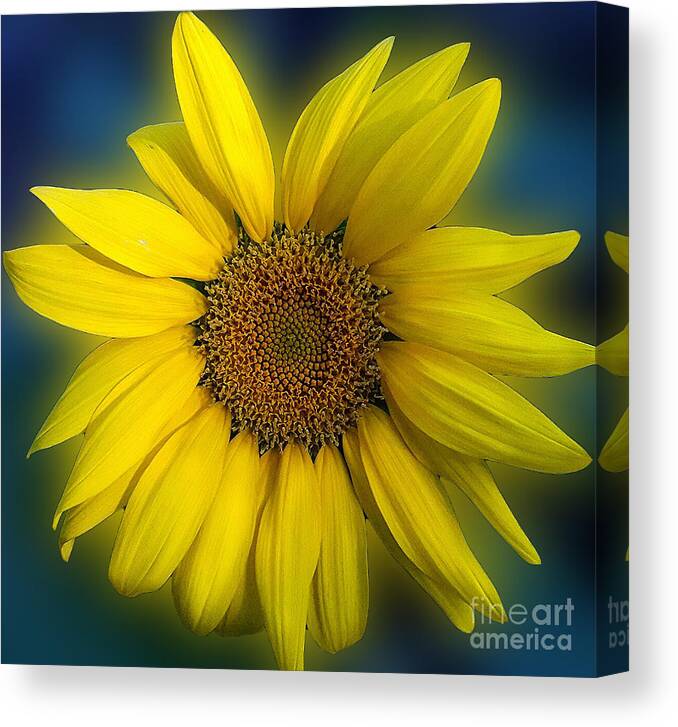 Sunflower Photo Canvas Print featuring the photograph Groovy Sunflower by Jeanne Forsythe