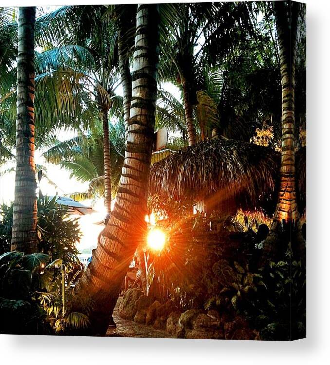 Palm Tree Canvas Print featuring the photograph Florida Sunset by Jessica Overmier