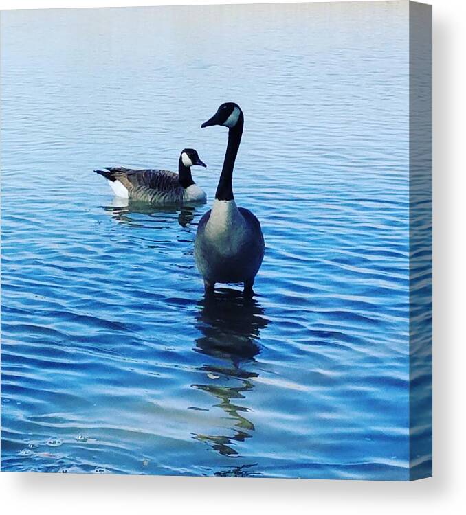 Geese Canvas Print featuring the photograph Guarding Geese by Vic Ritchey