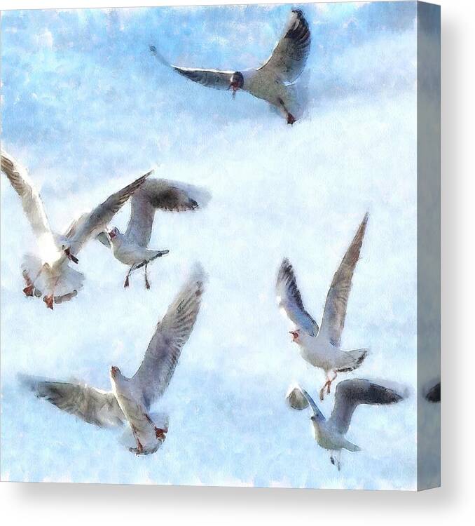 Gull Canvas Print featuring the painting Gulls In Flight Watercolor by Taiche Acrylic Art