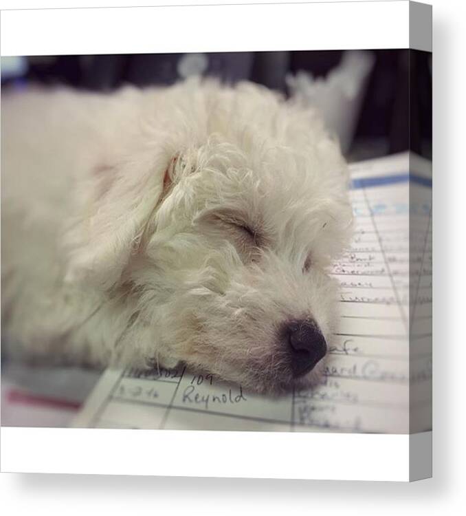 Puppy Canvas Print featuring the photograph Had A Sweet Little Visitor At Work by Joan McCool