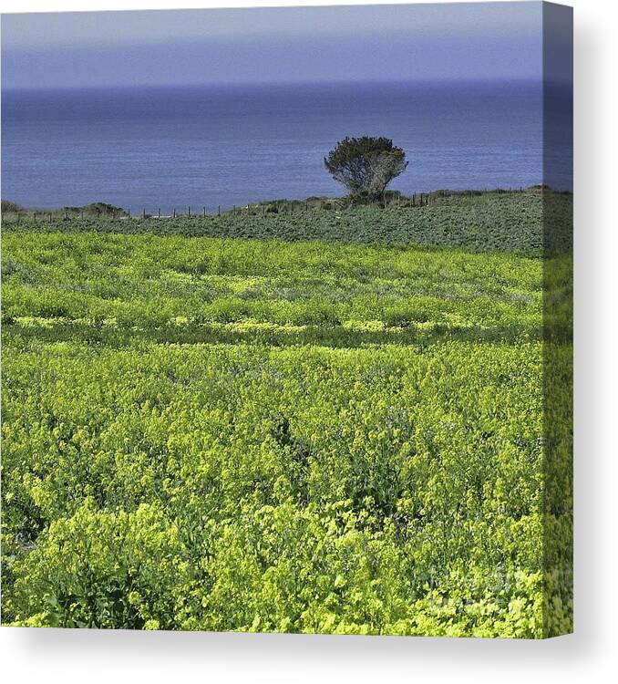 Landscape Canvas Print featuring the photograph Half Moon Bay by Joyce Creswell