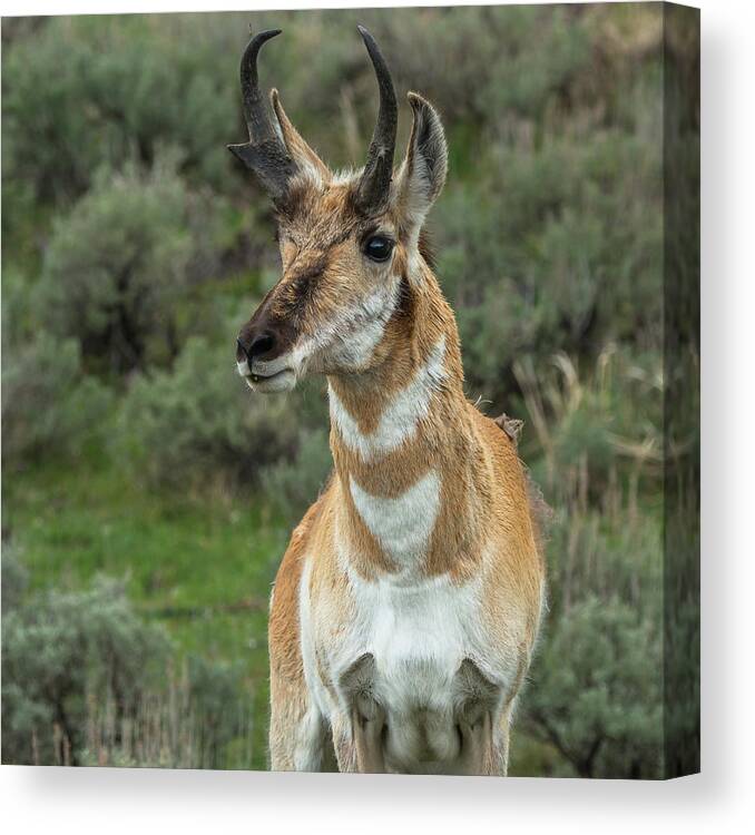 Pronghorn Canvas Print featuring the photograph Handsome Pronghorn In Rut by Yeates Photography