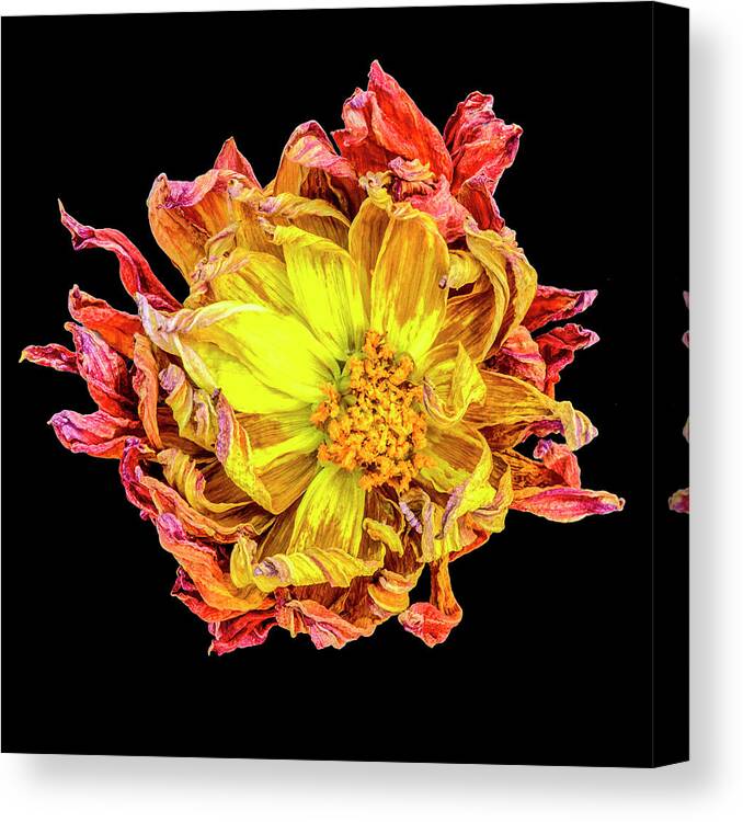 Flower Canvas Print featuring the photograph Happy After Life 1 by Tony Locke