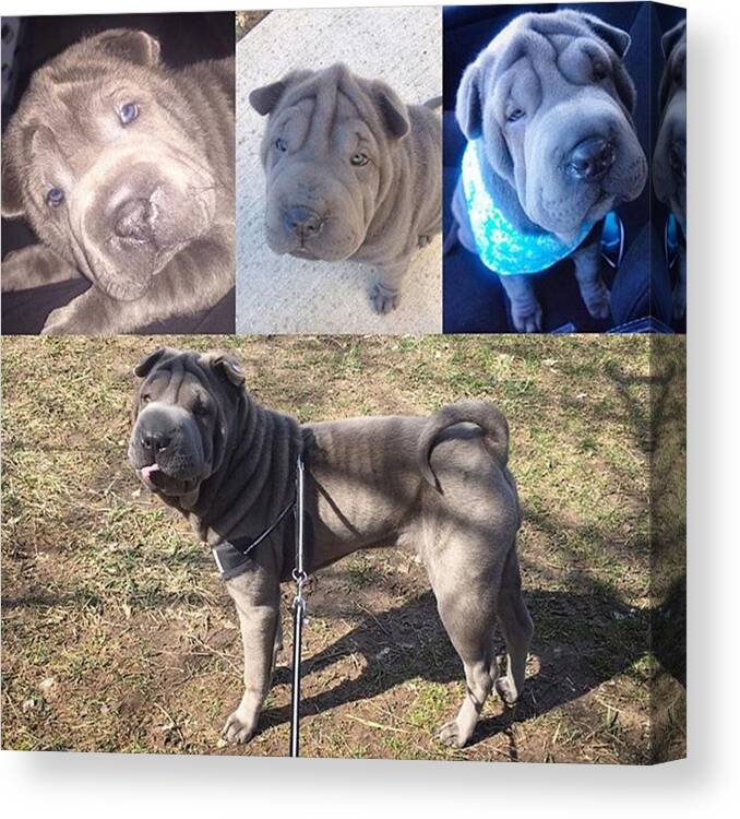 Sharpeilovers Canvas Print featuring the photograph Happy National Puppy Day!! Oh How This by Maya The Shar Pei