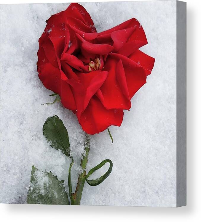Beautiful Canvas Print featuring the photograph Snow Valentine by Charlie Cliques