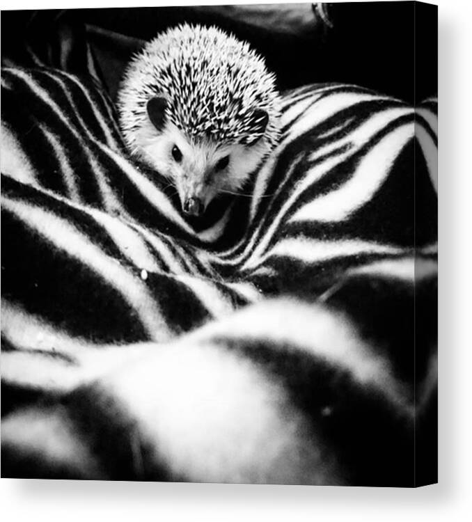 Pygmy Canvas Print featuring the photograph Wellington the hog by Cristina Roswell