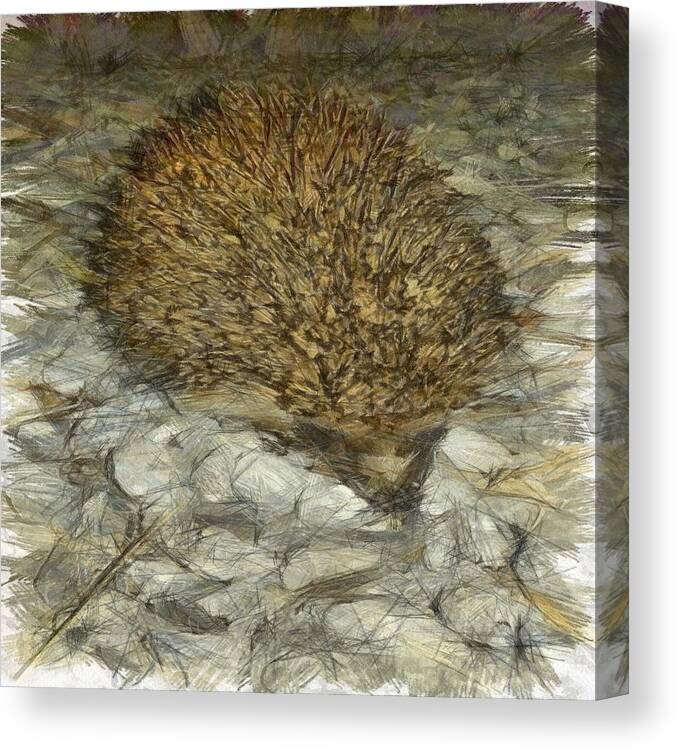 Animals Canvas Print featuring the painting Hedgehog by Taiche Acrylic Art