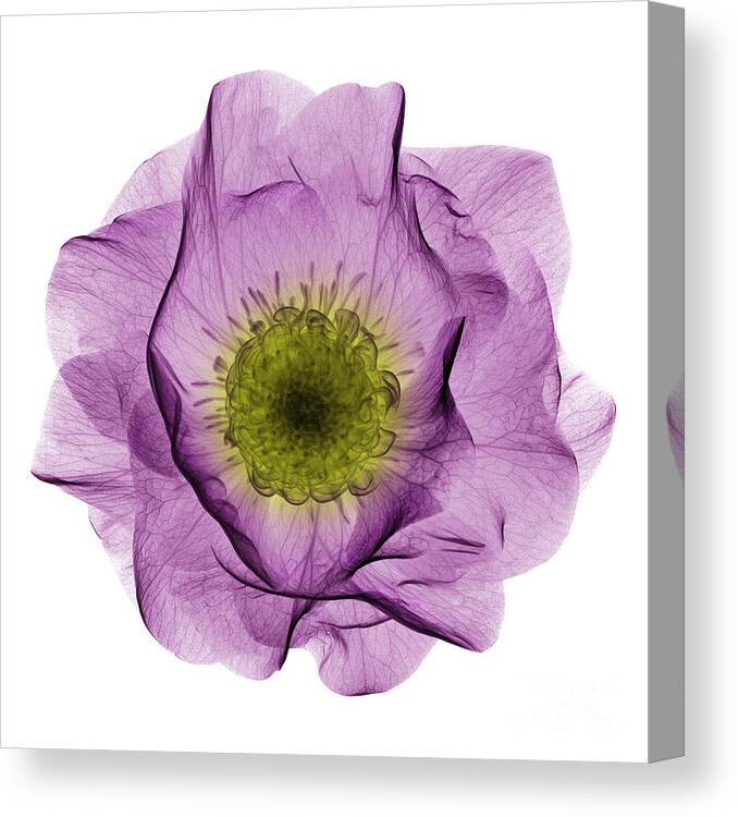 Science Canvas Print featuring the photograph Hellebore Flower, X-ray by Ted Kinsman