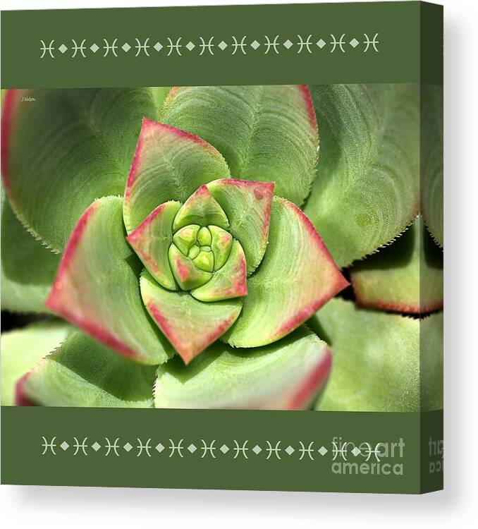Joy Watson Canvas Print featuring the photograph Hens And Chicks Succulent And Design by Joy Watson