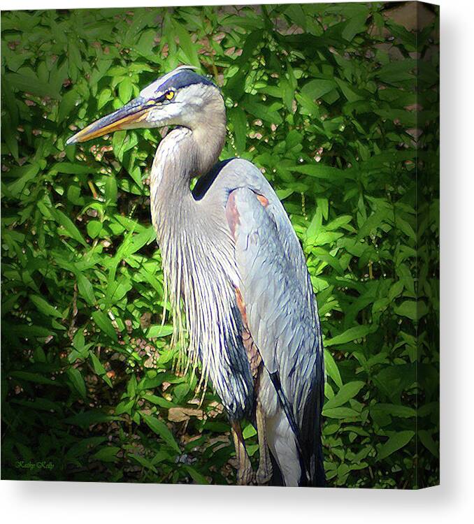 Heron Canvas Print featuring the digital art Blue Heron with an Attitude by Kathy Kelly
